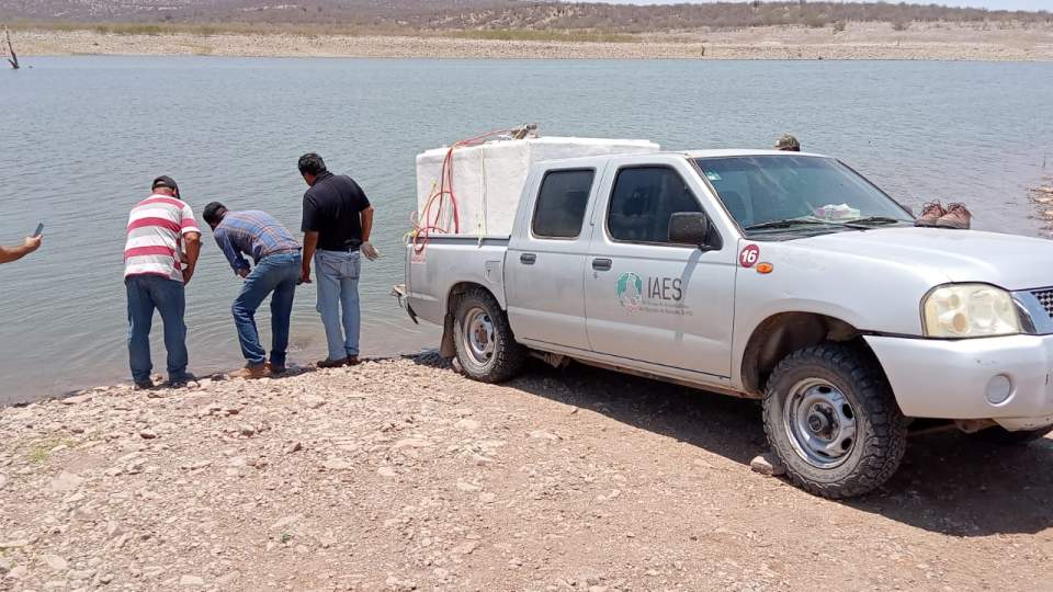 Siembra Gobierno de Sonora 800 mil crías de tilapia en la presa El Oviáchic de Cajeme