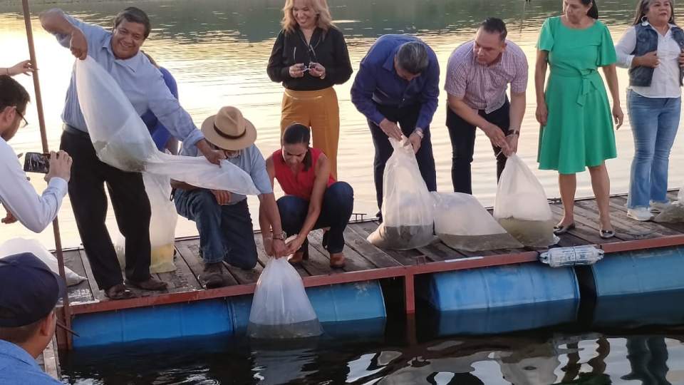 Concluye IAES el compromiso de siembra de 1,000,000 de crías de tilapia en "El Oviachic"
