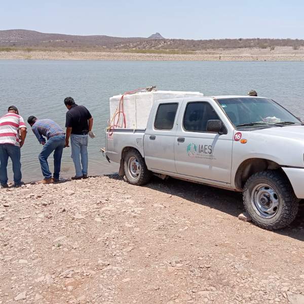 Siembra Gobierno de Sonora 800 mil crías de tilapia en la presa El Oviáchic de Cajeme